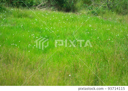 岡山縣總社市Hiigo Pond Wetlands 2的代表花蒼鷺群 岡山縣總社市Hiigo Pond Wetlands 2的代表花蒼鷺群 93714115