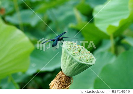 蝴蝶蜻蜓棲息在一朵帶水滴的古蓮花上 93714949