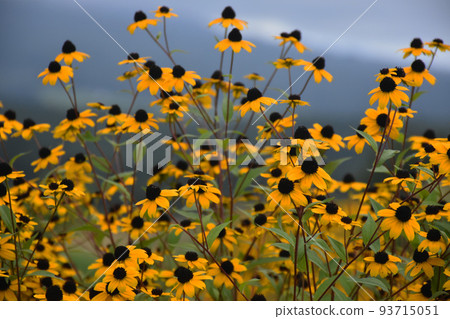 [Shinano Town, Nagano Prefecture] Rudbeckia Blooming in Kurohime Plateau 93715051