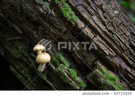 [滋賀縣，5月] 伊吹山的野蘑菇 93715054