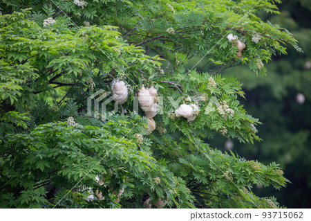 [Fukui Prefecture/Gifu Prefecture/June] Scenery of Yashagaike Pond Forest green tree frog eggs laid in the trees around Yashagaike Pond 93715062