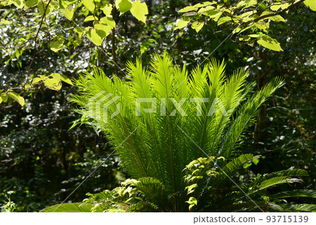 Kusa tetsu leaf pattern 93715139