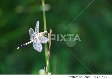 Female white dragonfly resting on the tip of a blade of grass in Hiigo Pond wetland 5, Soja City, Okayama Prefecture 93715179