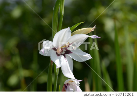 gladiolus murrierae 93715201