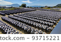 Black vinegar bottle and Sakurajima 93715221
