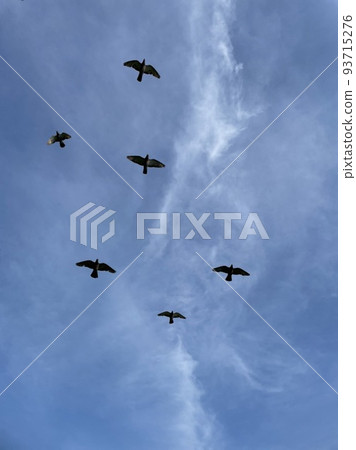 成群的鳥兒在天空中自由飛翔 成群的鳥兒在天空中自由飛翔 93715276