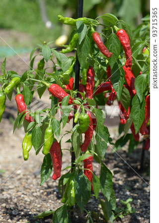 紅辣椒 紅辣椒 93715365