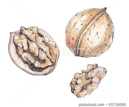 walnut watercolor illustration 93716000
