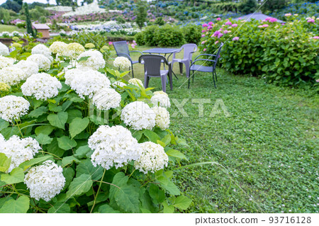 Tsu City, Mie Prefecture Kazahaya no Sato, where a pure white hydrangea named Annabelle blooms 93716128
