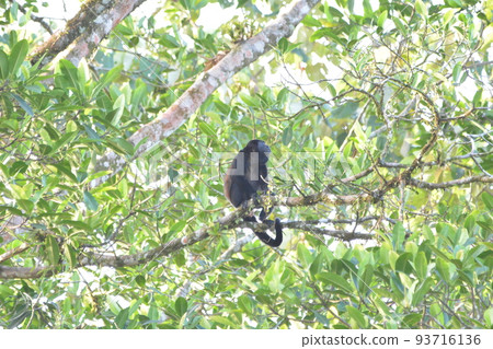 monkey猴 monkey猴 93716136