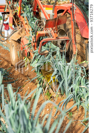 Agricultural vehicle harvesting ripe leek on field Agricultural vehicle harvesting ripe leek on field 93716279