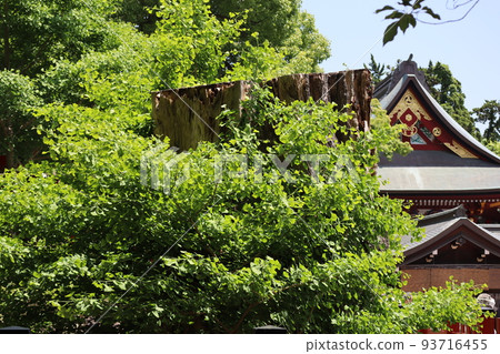 鶴岡八幡宮的大銀杏 93716455