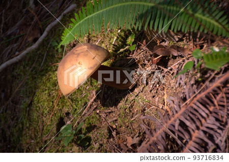 Mushroom Nigaiguchimodoki Landscape of Kashihara Marsh 93716834