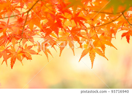 Autumn in Kyoto, red maple Autumn in Kyoto, red maple 93716940