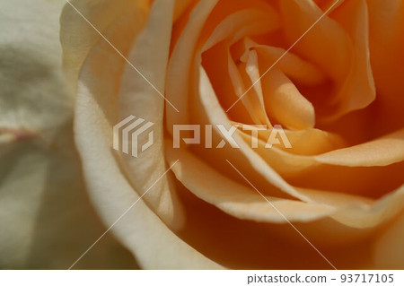 Rose Just Joey Rose Just Joey 93717105