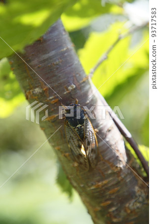 Cicada 93717583
