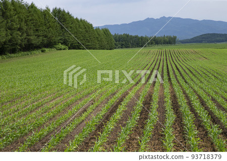 Tokachi earth in early spring 93718379