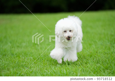 White dog running on the lawn with a smile 93718512