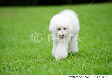 White dog walking on the lawn with a smile White dog walking on the lawn with a smile 93718513