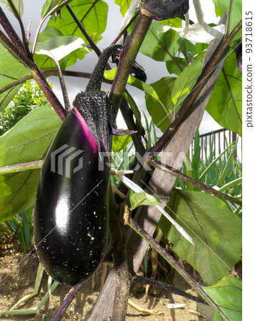 可收穫的茄子 可收穫的茄子 93718615