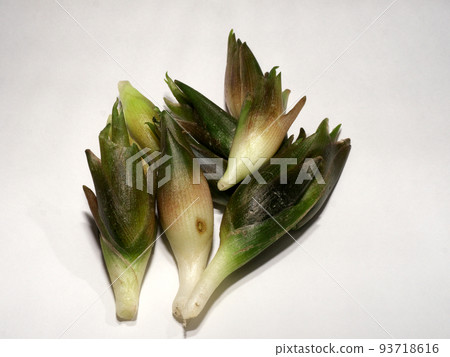 Myoga 93718616