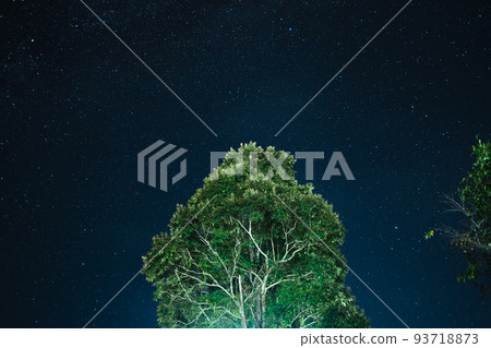 Night scene milky way background,Trees Against Sky At Night Night scene milky way background,Trees Against Sky At Night 93718873