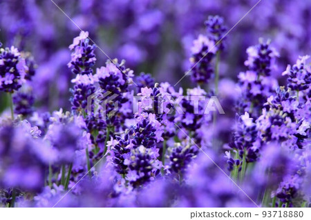 lavender lavender 93718880
