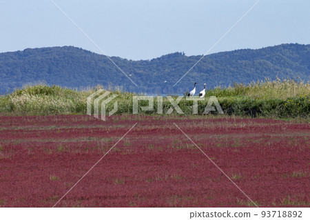 草珊瑚 草珊瑚 93718892