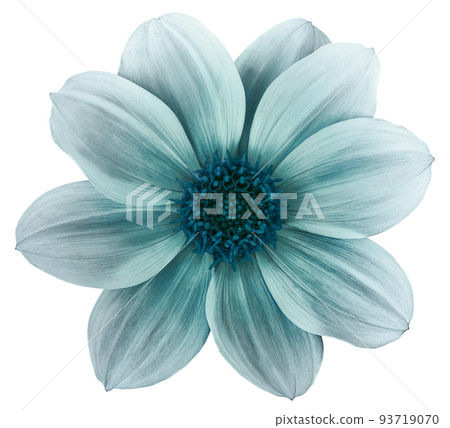 Turquoise flower dahlia on a white background isolated with clipping path. Closeup. shaggy flower for design. Dahlia. Turquoise flower dahlia on a white background isolated with clipping path. Closeup. shaggy flower for design. Dahlia. 93719070
