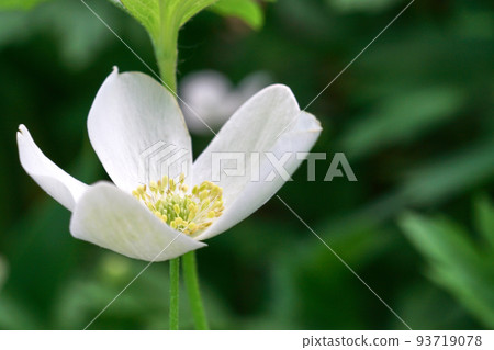 White spring flower close up. Floral beautiful background. Nature White spring flower close up. Floral beautiful background. Nature 93719078