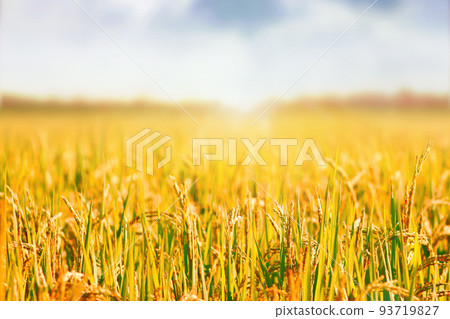 Paddy field landscape with ripening crops in autumn sunlight and yellow rice ears and rice bountiful harvest concept Paddy field landscape with ripening crops in autumn sunlight and yellow rice ears and rice bountiful harvest concept 93719827