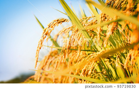 Paddy field landscape with ripening crops in autumn sunlight and yellow rice ears and rice bountiful harvest concept Paddy field landscape with ripening crops in autumn sunlight and yellow rice ears and rice bountiful harvest concept 93719830