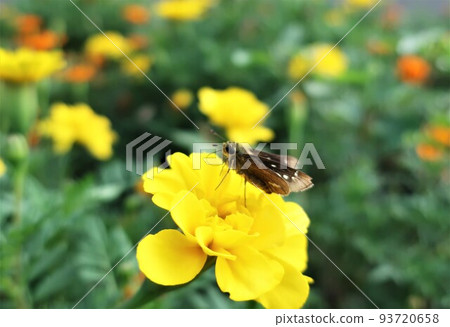 花蝴蝶萬壽菊 Hesericho 花蝴蝶萬壽菊 Hesericho 93720658