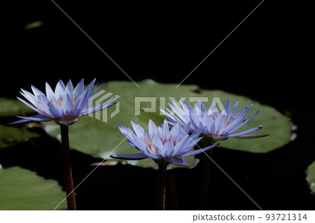 Blue water lilies Blue water lilies 93721314