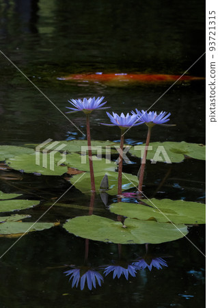 Blue water lilies 93721315