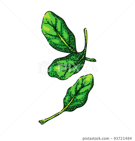spinach leaf green sketch hand drawn vector spinach leaf green sketch hand drawn vector 93721484