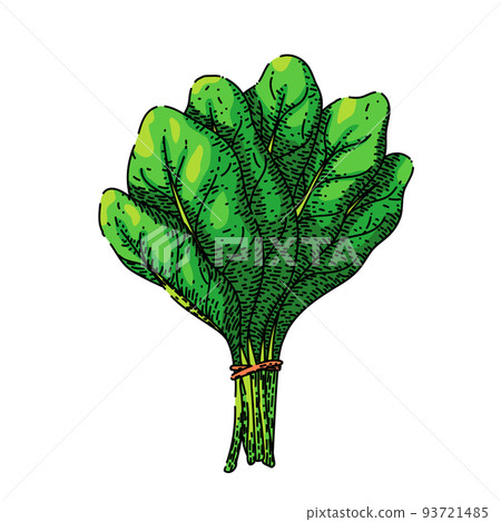 spinach leaf green sketch hand drawn vector spinach leaf green sketch hand drawn vector 93721485