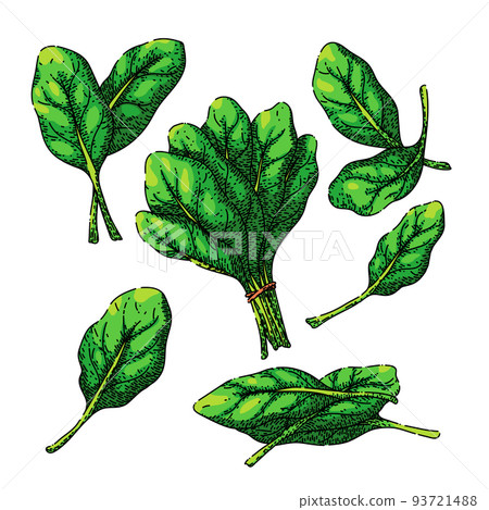 spinach green leaf set sketch hand drawn vector spinach green leaf set sketch hand drawn vector 93721488