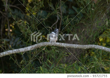 年輕的翠鳥 93721755