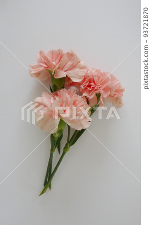 Pink carnation bouquet Pink carnation bouquet 93721870
