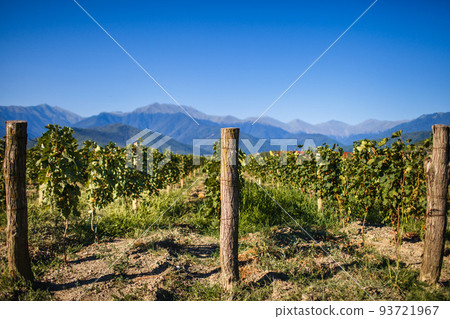 Vineyards with mountain views 93721967
