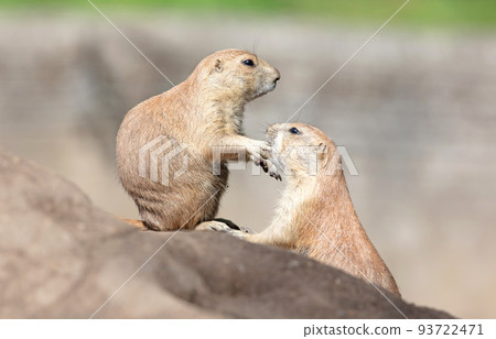Pair of Prairie Dogs (Cynomys) exchanging loving effusions and appearing to be kissing Pair of Prairie Dogs (Cynomys) exchanging loving effusions and appearing to be kissing 93722471
