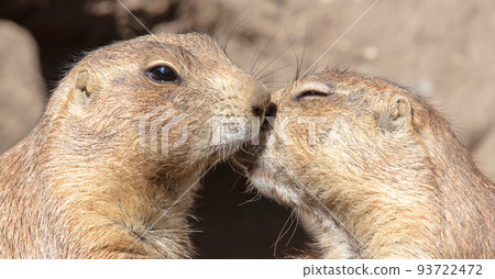 Pair of Prairie Dogs (Cynomys) exchanging loving effusions and appearing to be kissing 93722472