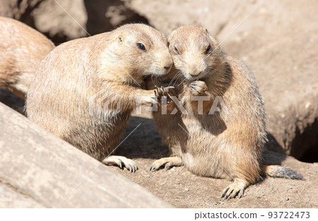 Pair of Prairie Dogs (Cynomys) exchanging loving effusions and appearing to be kissing Pair of Prairie Dogs (Cynomys) exchanging loving effusions and appearing to be kissing 93722473
