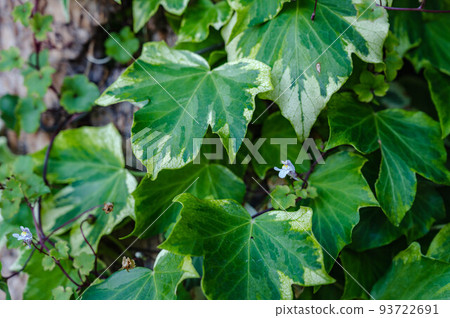 Ivy and ivy run on the wall 93722691