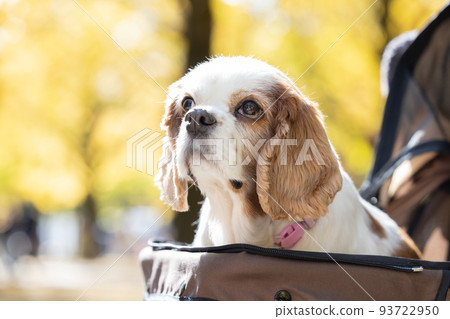 dog cavalier on a cart dog cavalier on a cart 93722950