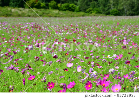 Engaru Cosmos Garden Engaru Cosmos Garden 93722953