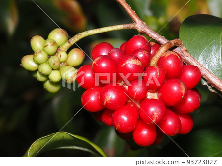 Sanekazura水果 93723027