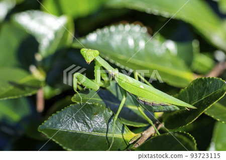 White-tailed Mantis 93723115