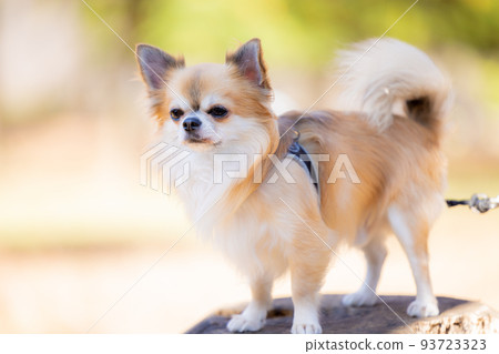 狗和寵物吉娃娃散步 93723323